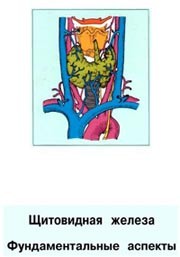 Щитовидная железа. Фундаментальные аспекты. Кубарко А.И., Yamashita S.