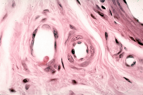 Цветное изображение гистологического среза