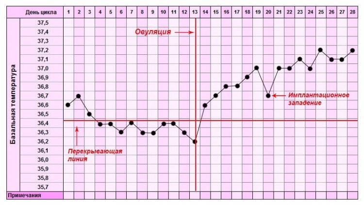 График базальной температуры при беременности