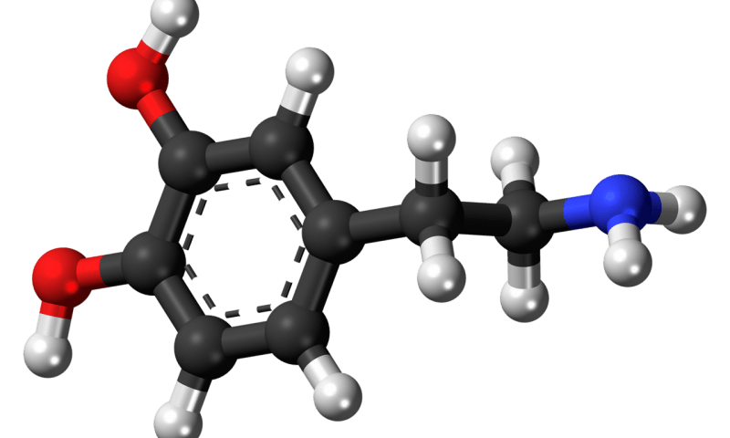 Гормон лептин влияет на скорость и продолжительность бега - Webmedinfo.ru