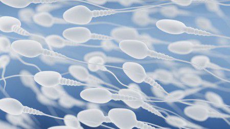 Взаимодействие с пестицидами в подростковом возрасте может привести к аномалии сперматозоидов в будущем.