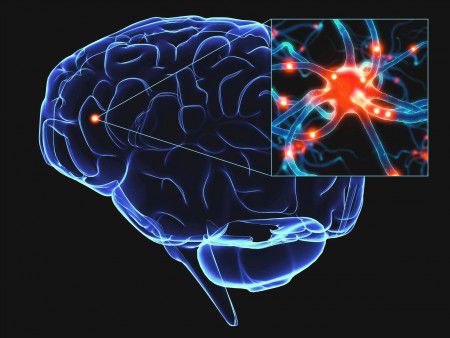 Новые нейроны стимулируют мозг к активной работе