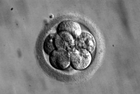 Ученые добились развития эмбриона мыши в космосе