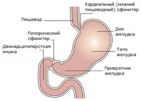Подпись Схематическое изображение желудка
