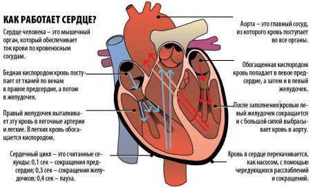 Особенностью аускультативной картины сердца у детей является тест